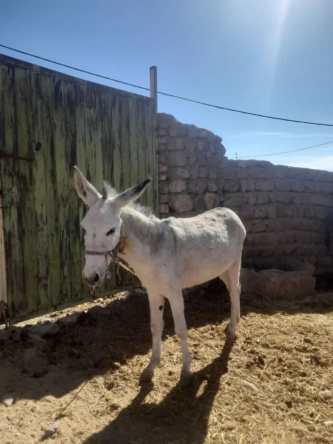 الاغ|حیوانات مزرعه|چگنی, |دیوار