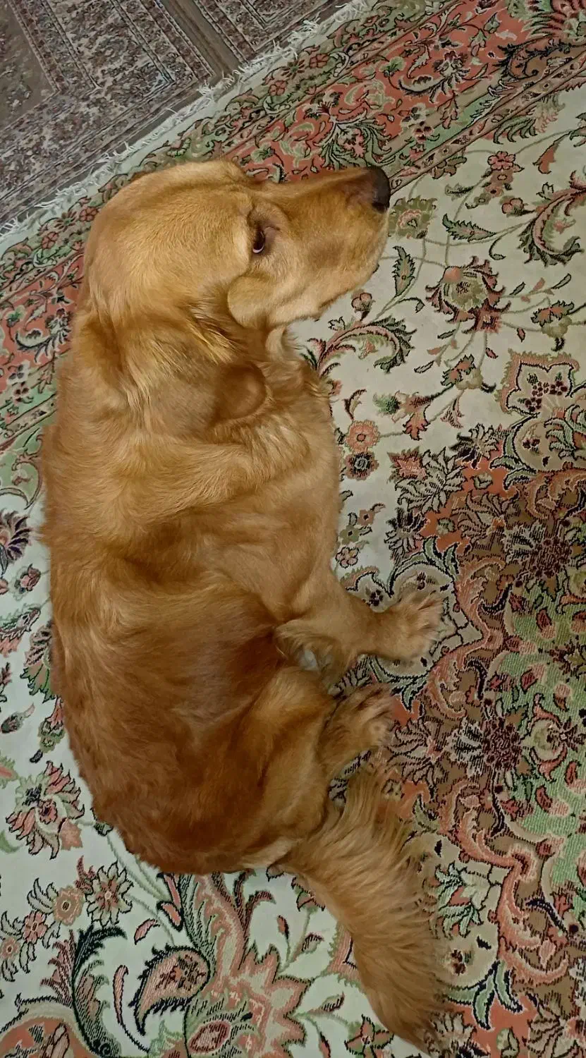 گلدن رتریور|سگ|شهریار, شهریار|دیوار