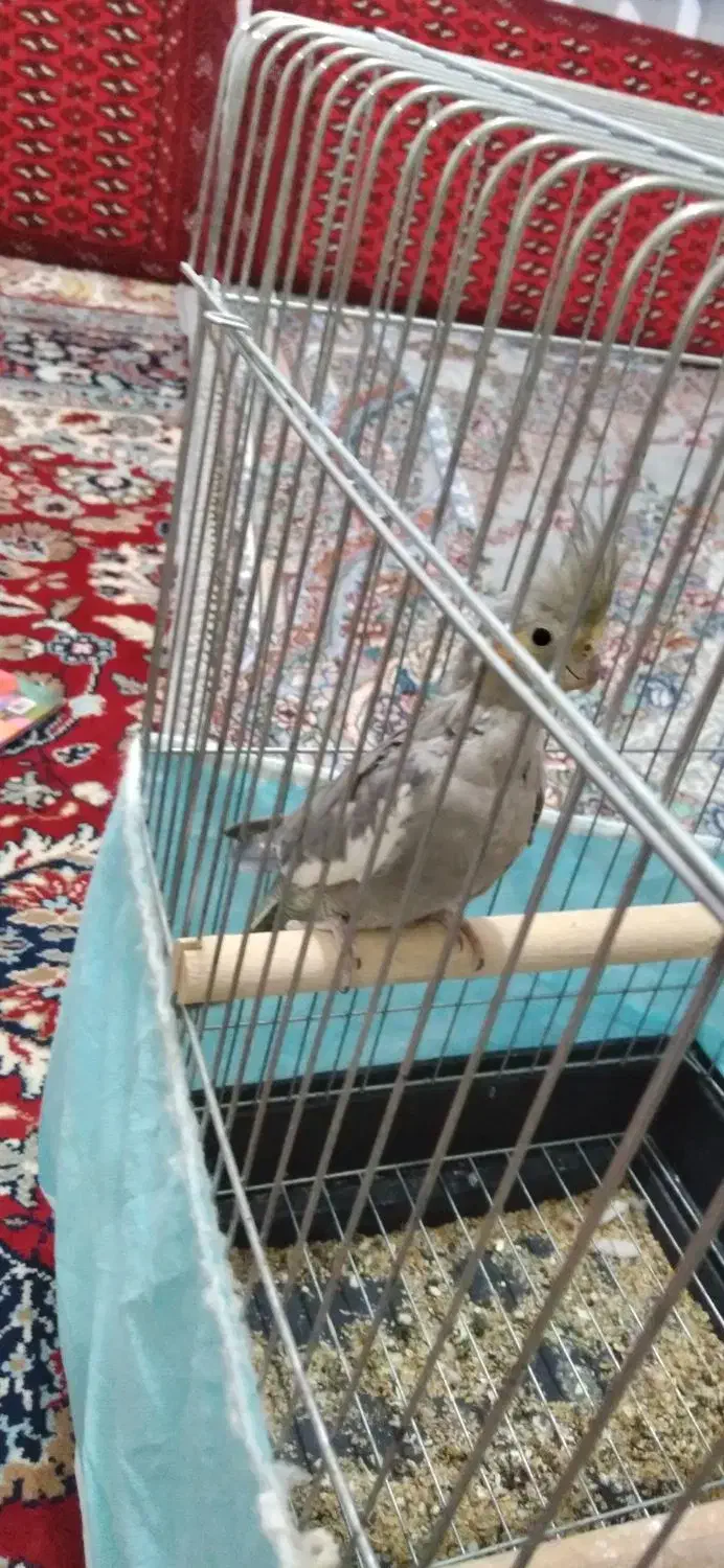 طوطی عروس|پرنده|تاکستان, |دیوار