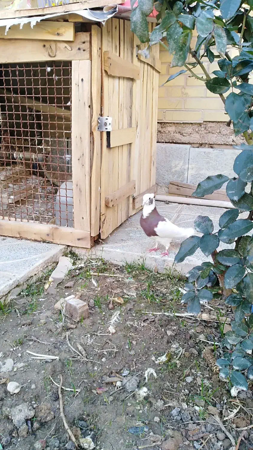 کبوتر خانگی|پرنده|مرودشت, بیست متری بیمارستان|دیوار