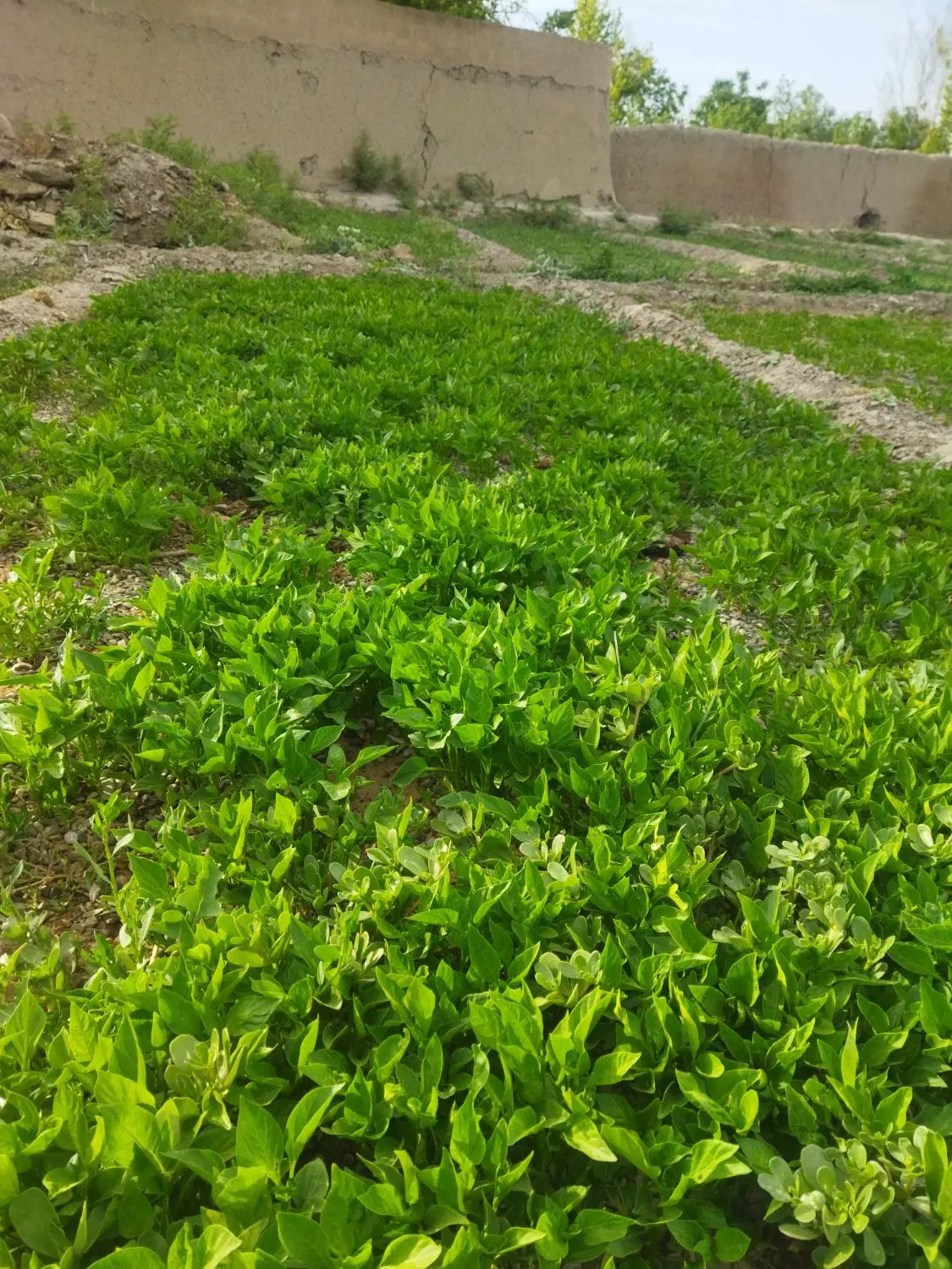 نهال|خدمات باغبانی و درختکاری|خمینیشهر, |دیوار
