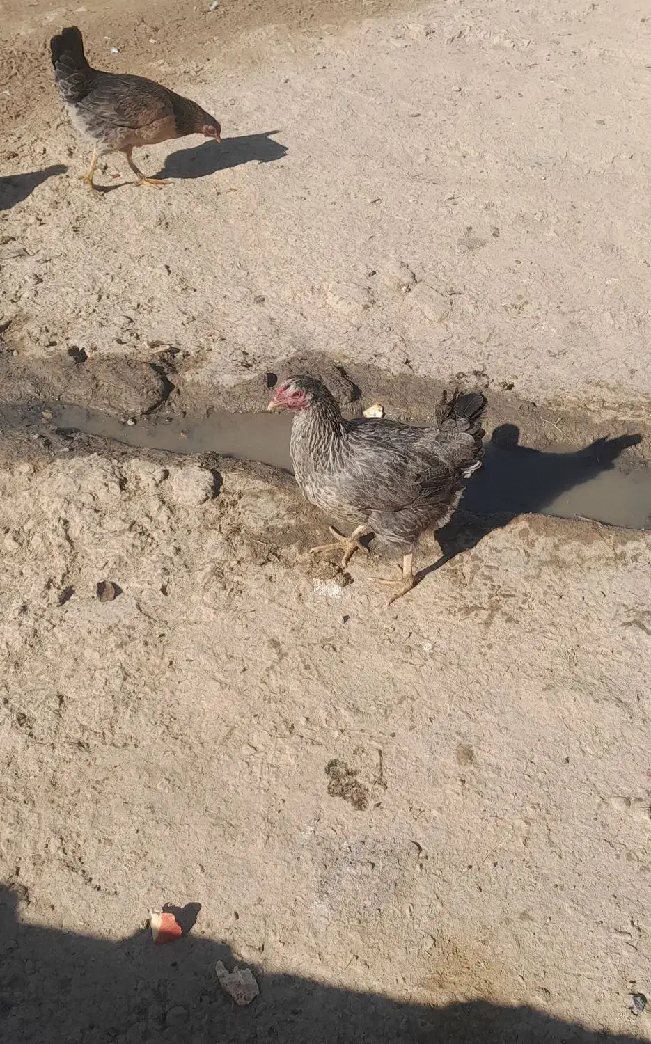 مرغ محلی|حیوانات مزرعه|کوهدشت, |دیوار