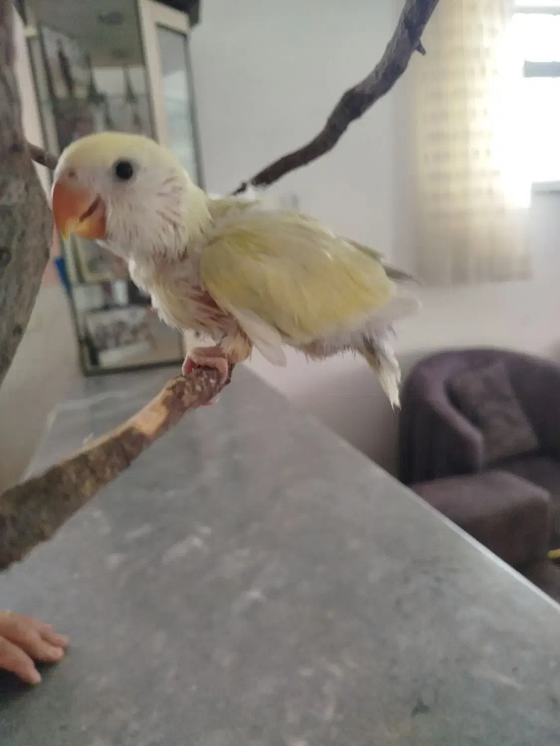 جوجهبرزیلی|پرنده|اشنویه, |دیوار