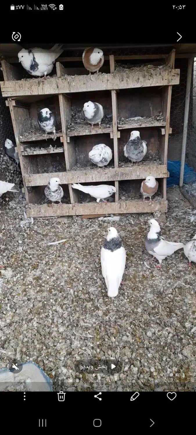 طوقی|پرنده|کبودرآهنگ, |دیوار