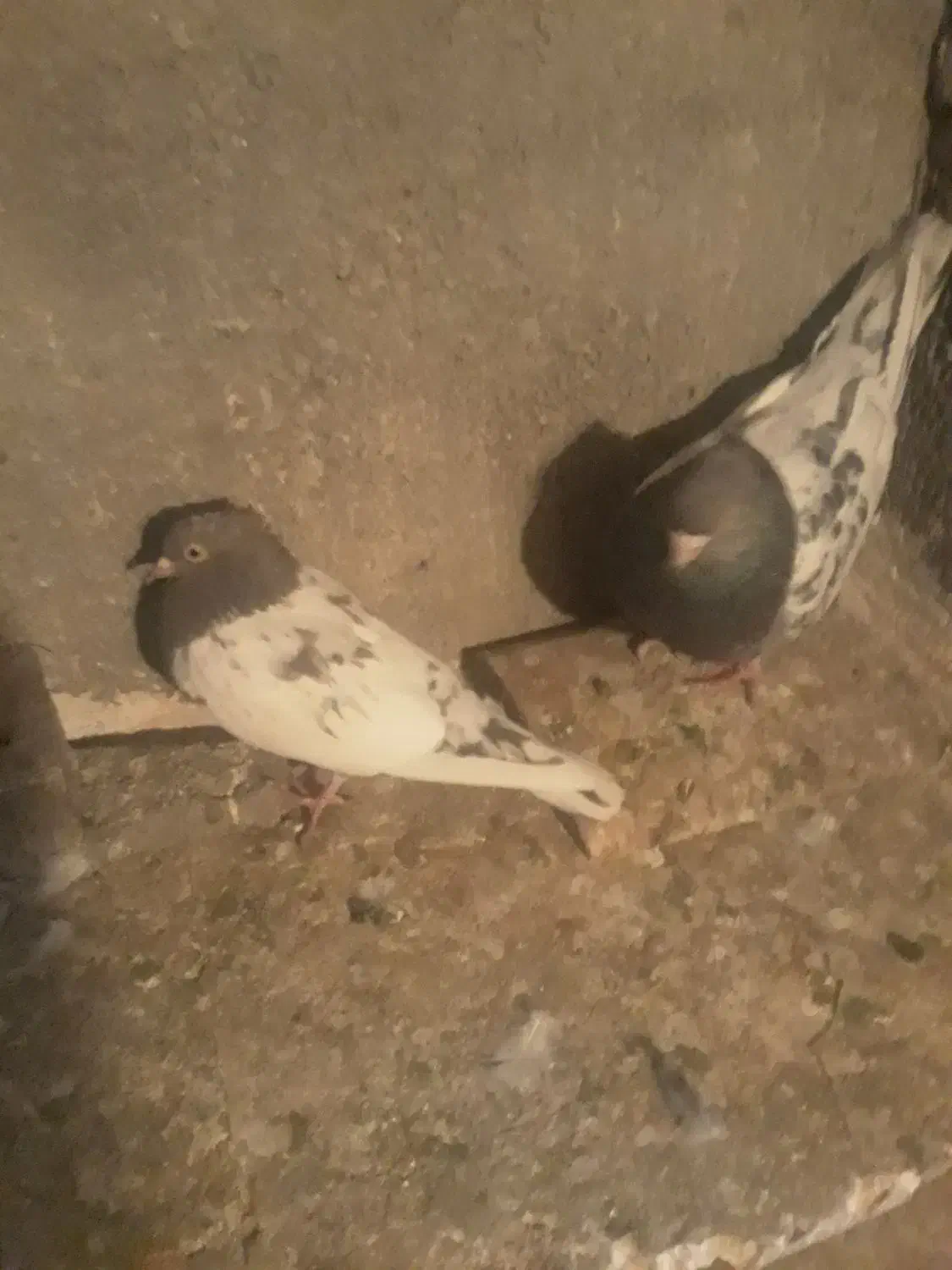 ساده افشون وکله سینه سرخ وسینه زرد|پرنده|مشهد, آبکوه|دیوار