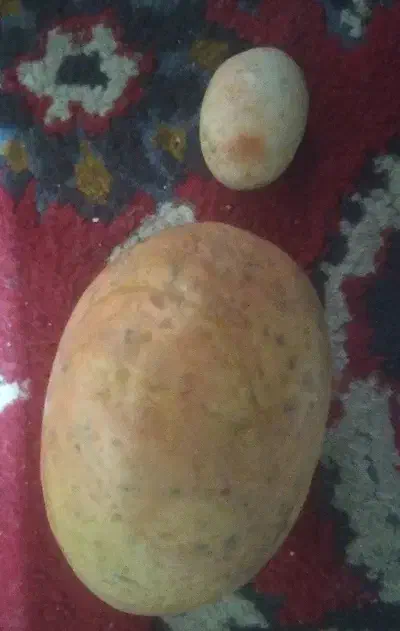 سنگ درمانی|کلکسیون اشیاء عتیقه|فسا, |دیوار