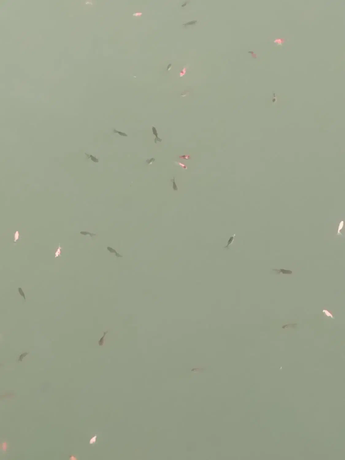 فروش|ماهی|نیشابور, مازول|دیوار