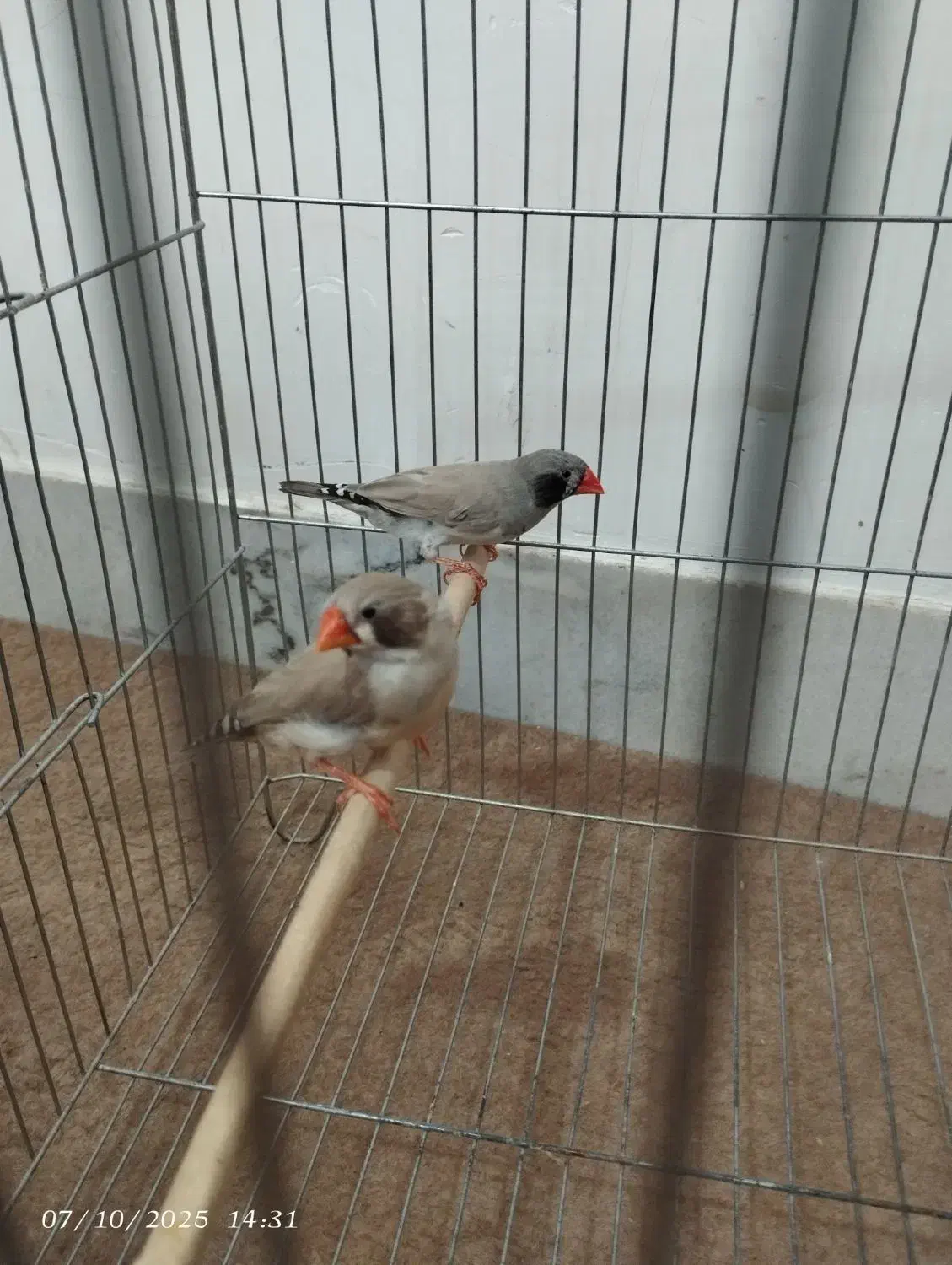 فنچ لپ سیاه و کینگ و مرغ عشق|پرنده|بروجن, |دیوار