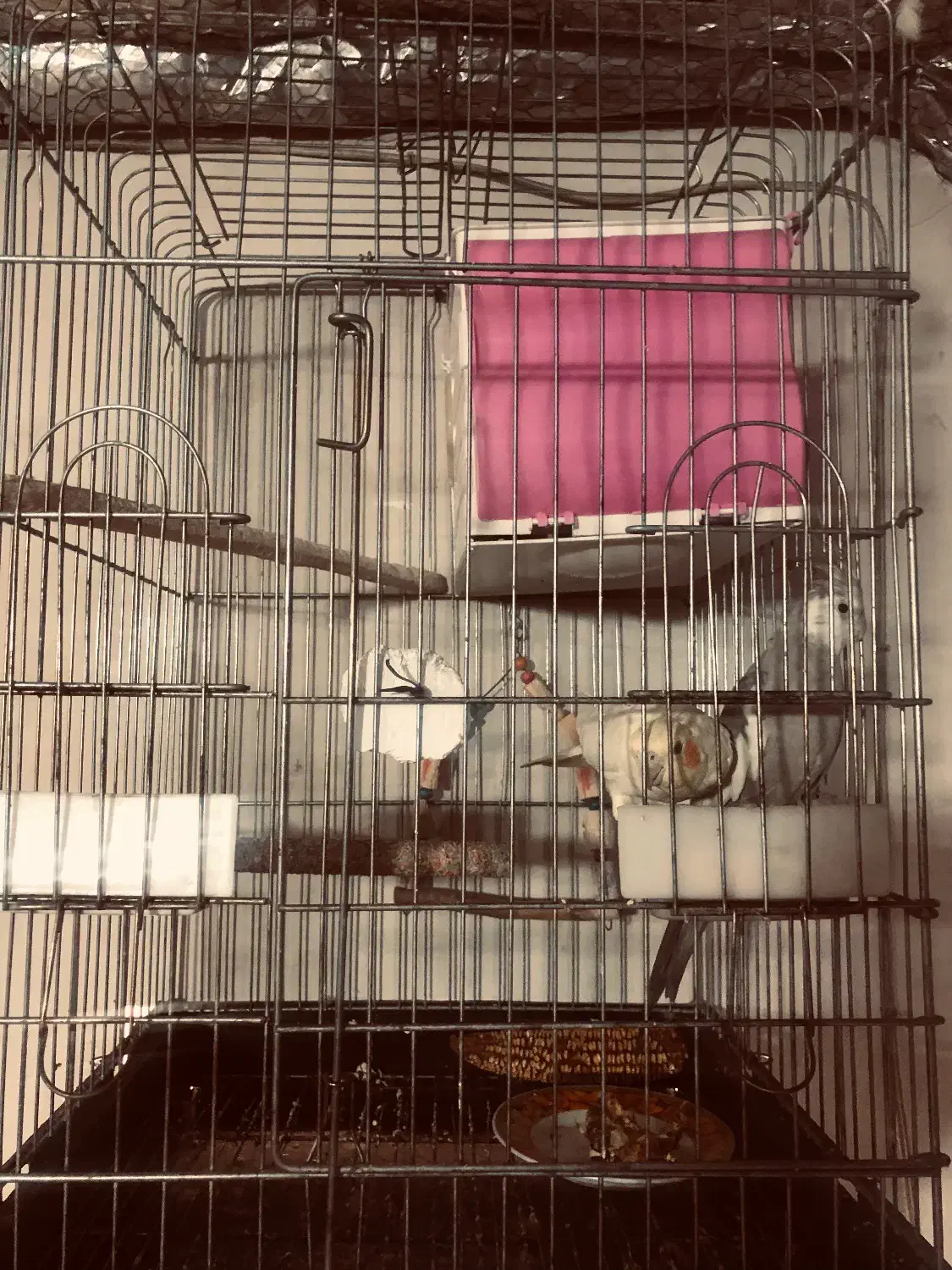 عروس هلندی مولد جفت|پرنده|بهارستان, |دیوار