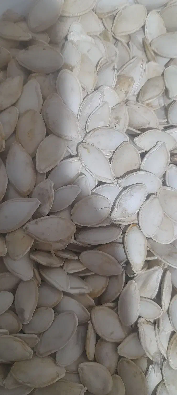 تخمه کدو|عمده‌فروشی|هشترود, |دیوار