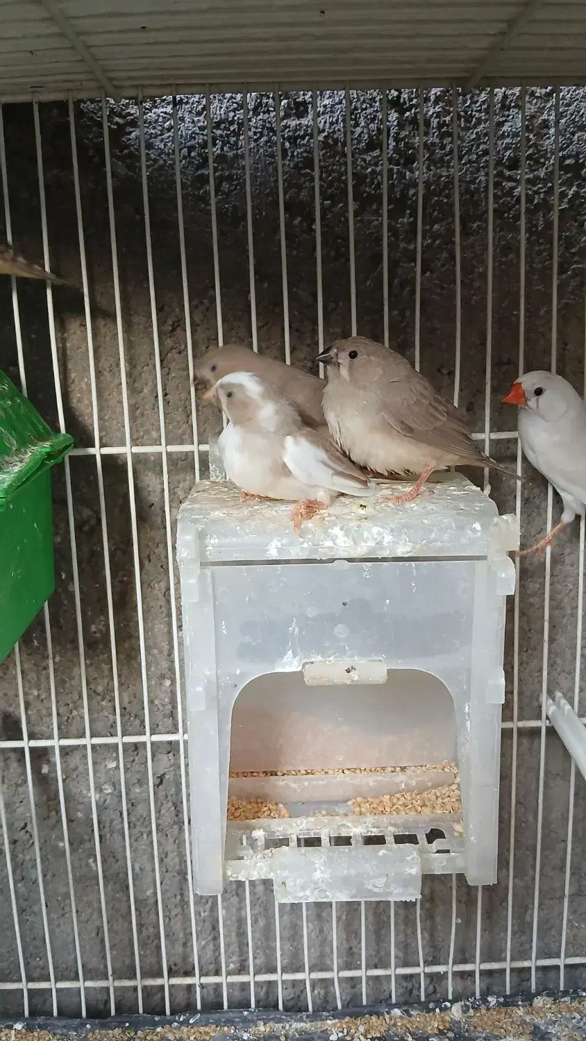 تعدادی فنچ بالغ وجوجه فروشی|پرنده|فردوس (خراسان), |دیوار