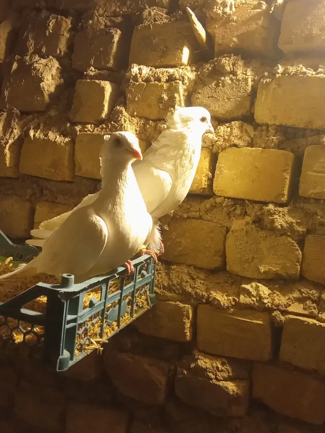 کبوتر سفید کاکلی..|پرنده|بزینه رود, |دیوار