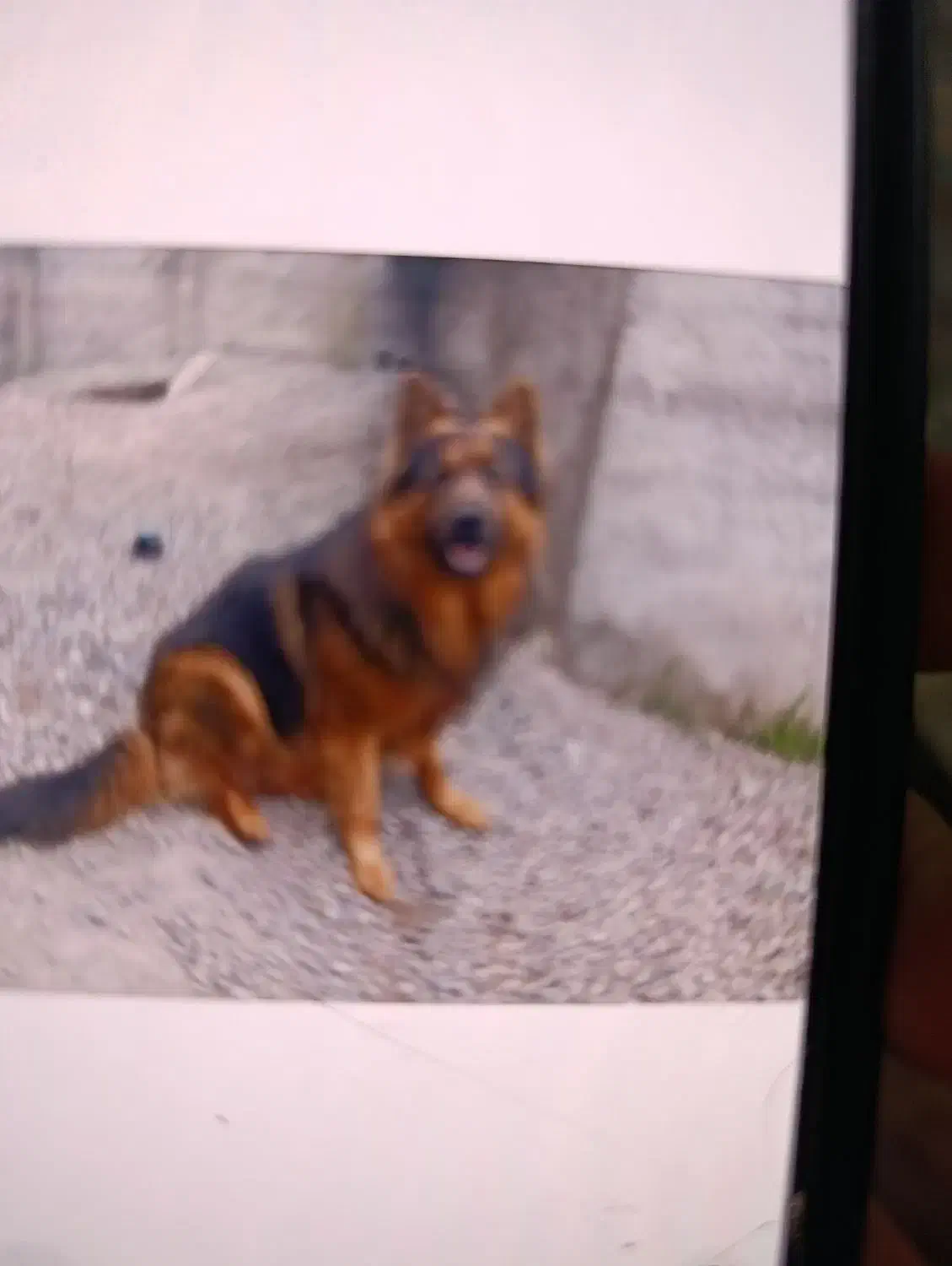 گمشده سگ خواهشاً التماس میکنم|حیوانات|تنکابن, |دیوار