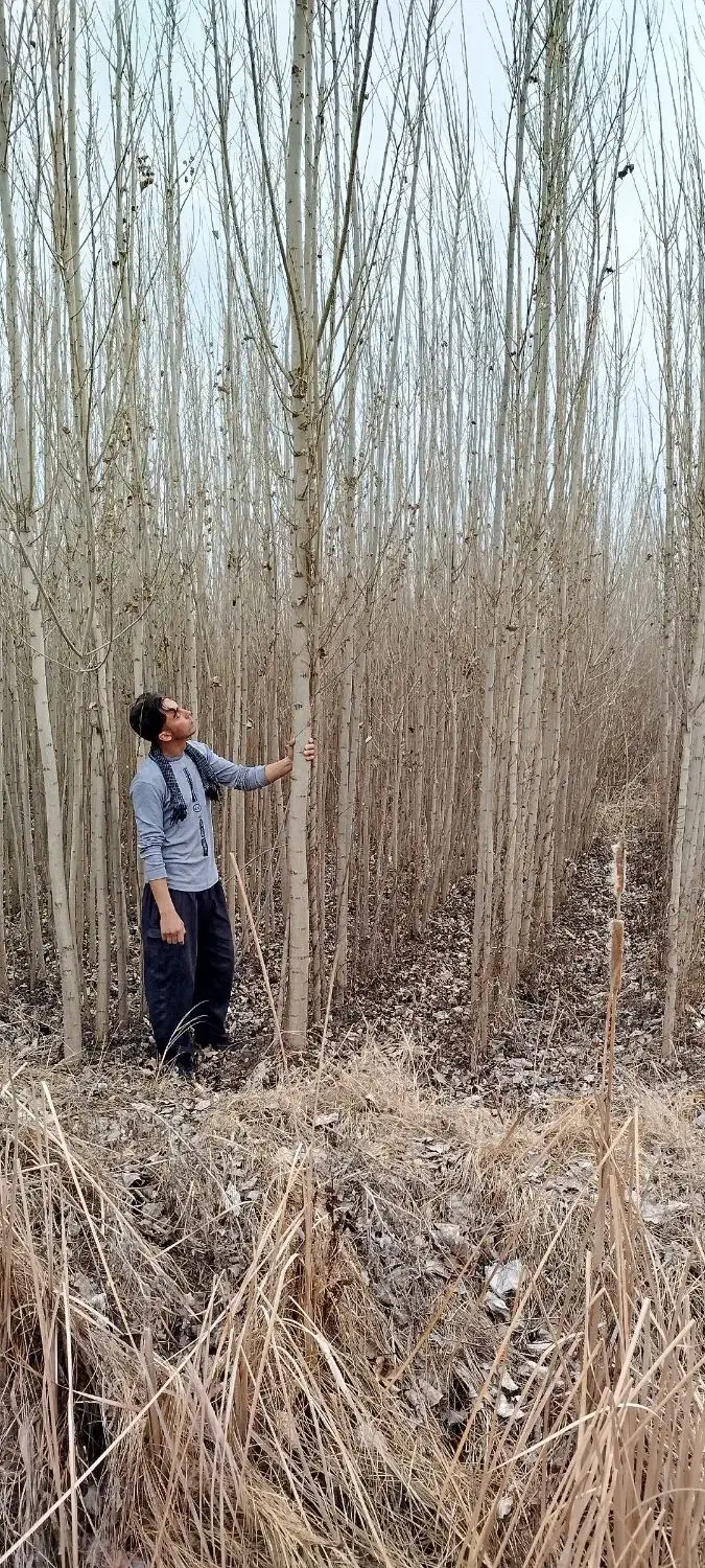 صنوبر 4 ساله|خدمات باغبانی و درختکاری|فیروزآباد (آذربایجان), |دیوار