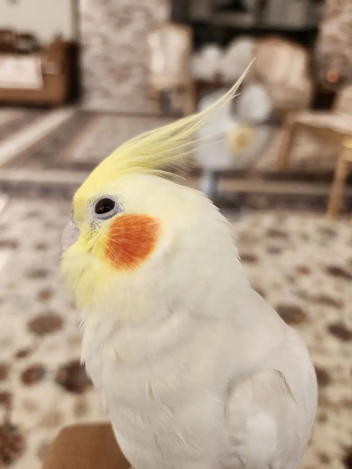 عروس هلندی به شرط جوجه|پرنده|کاشمر, |دیوار