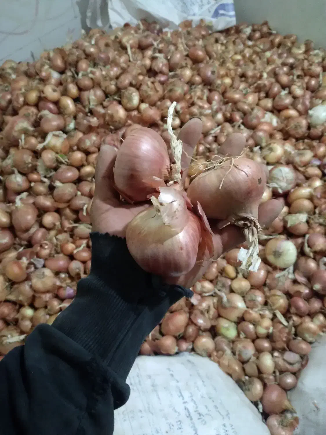 پیاز قرمز زرنق باماندگارره بالا نزدیک ۳تن|عمدهفروشی|هریس, |دیوار