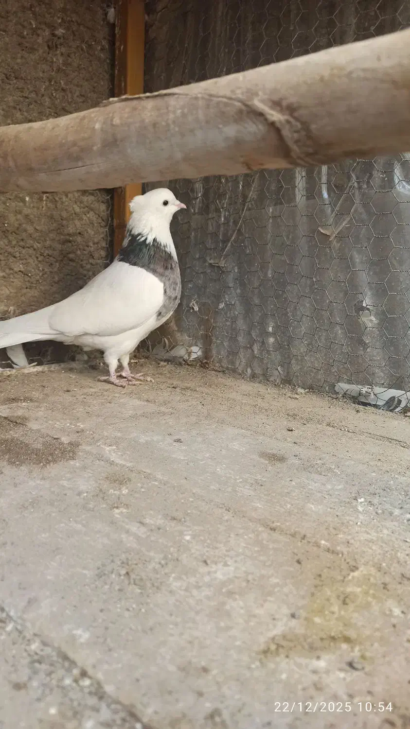 زاغ|پرنده|اصفهان, دارک|دیوار