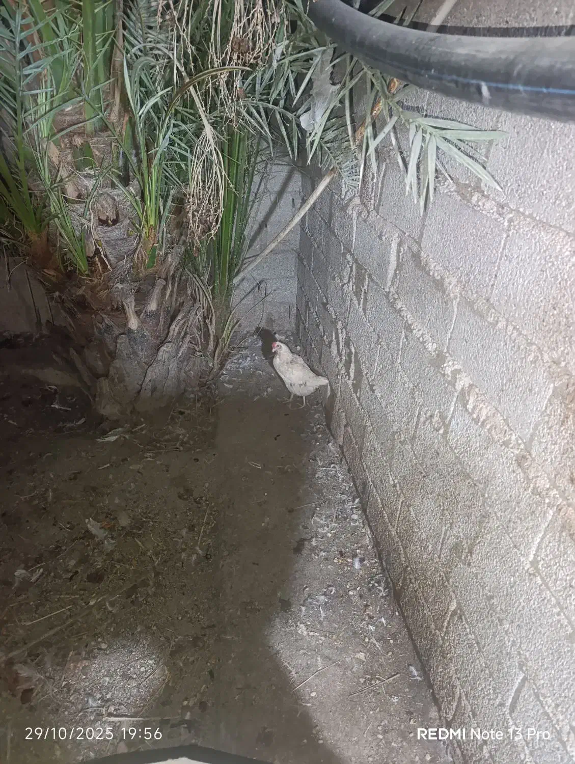 قوغاز|حیوانات مزرعه|آبادان, |دیوار