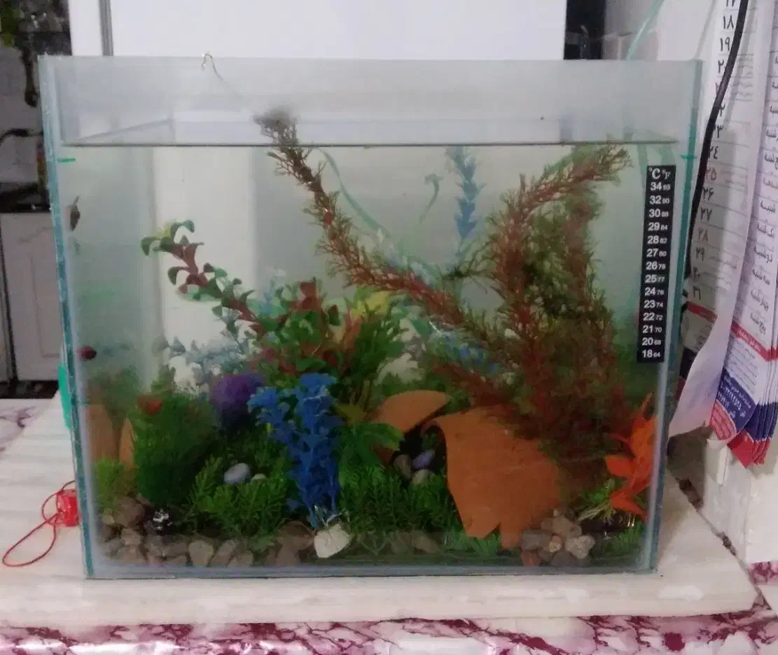 اکواریوم معاوظه با عروس|ماهی|قزوین, |دیوار