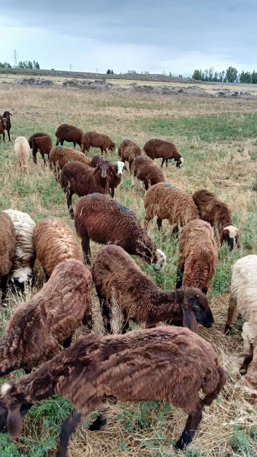 ۲۵ راس بره و توغلی نیم گوشت پای پروار|حیوانات مزرعه|اردبیل, |دیوار