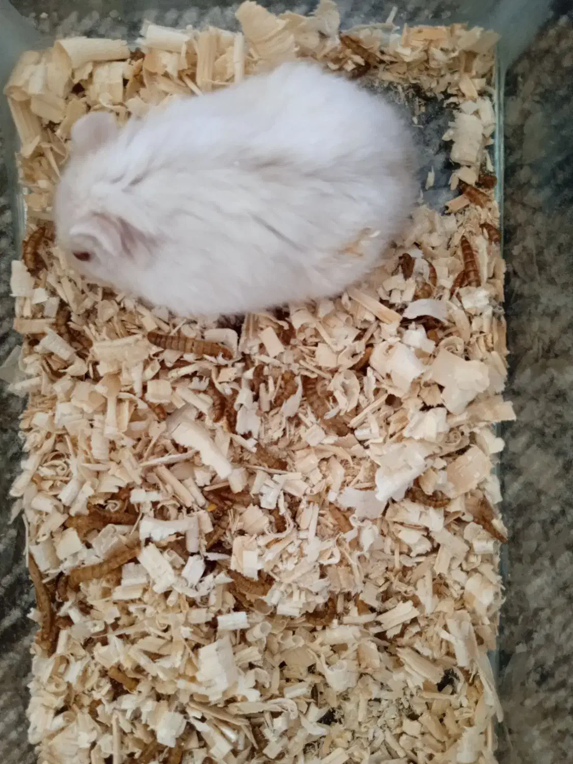 سه عدد همستر|موش و خرگوش|اصفهان, شهرک کوثر|دیوار