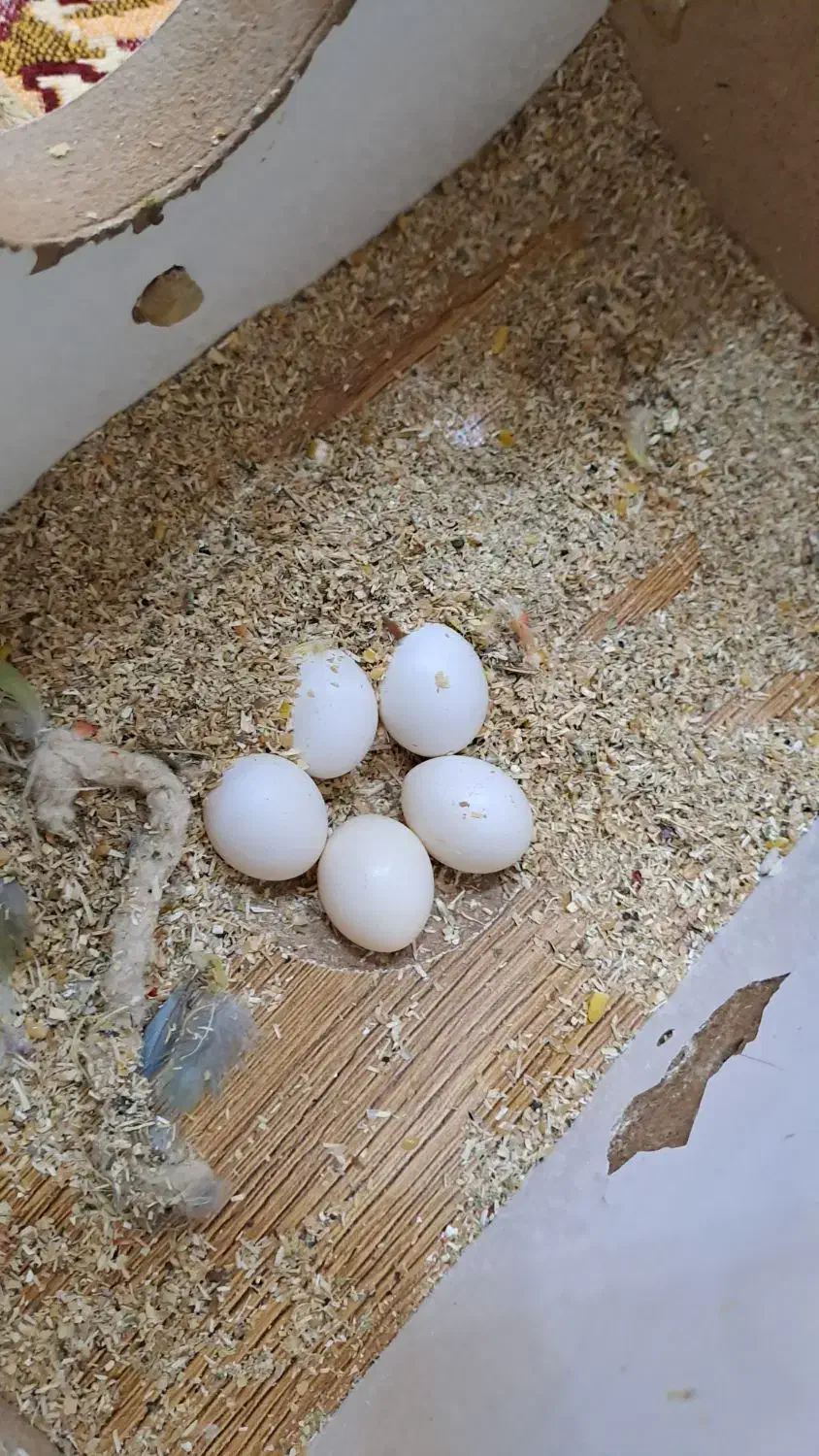 طوطی برزیلی|پرنده|الوند, |دیوار