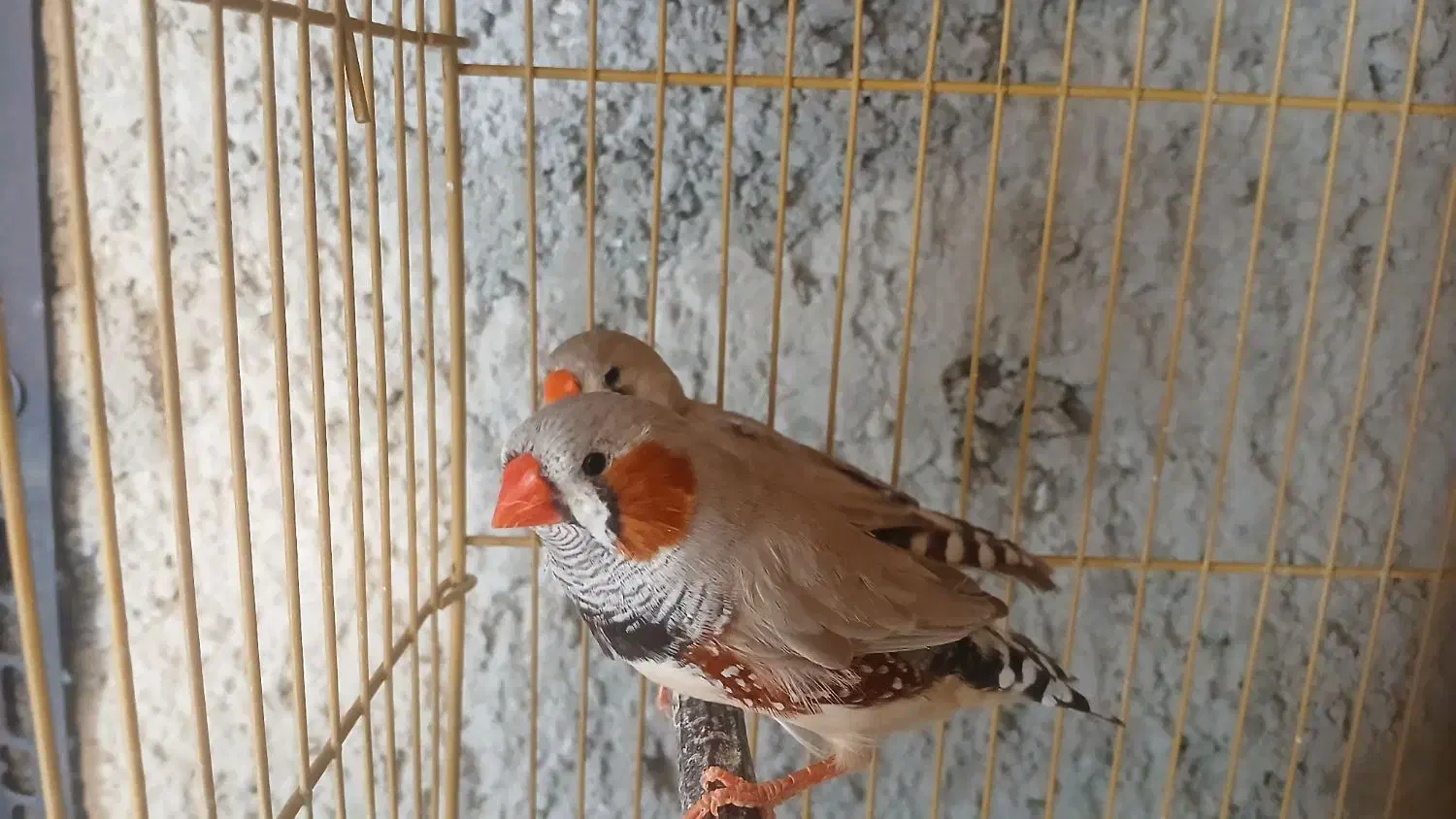 فنچ کینگ ،کار داده|پرنده|بجنورد, |دیوار