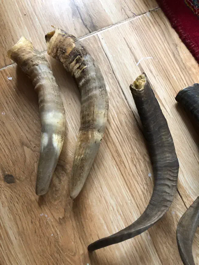 شاخ بز‌عتیقه|کلکسیون اشیاء عتیقه|قزوین, |دیوار