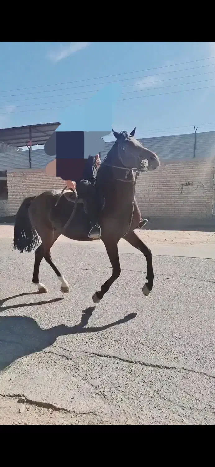 حیوانات|اسب و تجهیزات اسب‌سواری|زرند, |دیوار