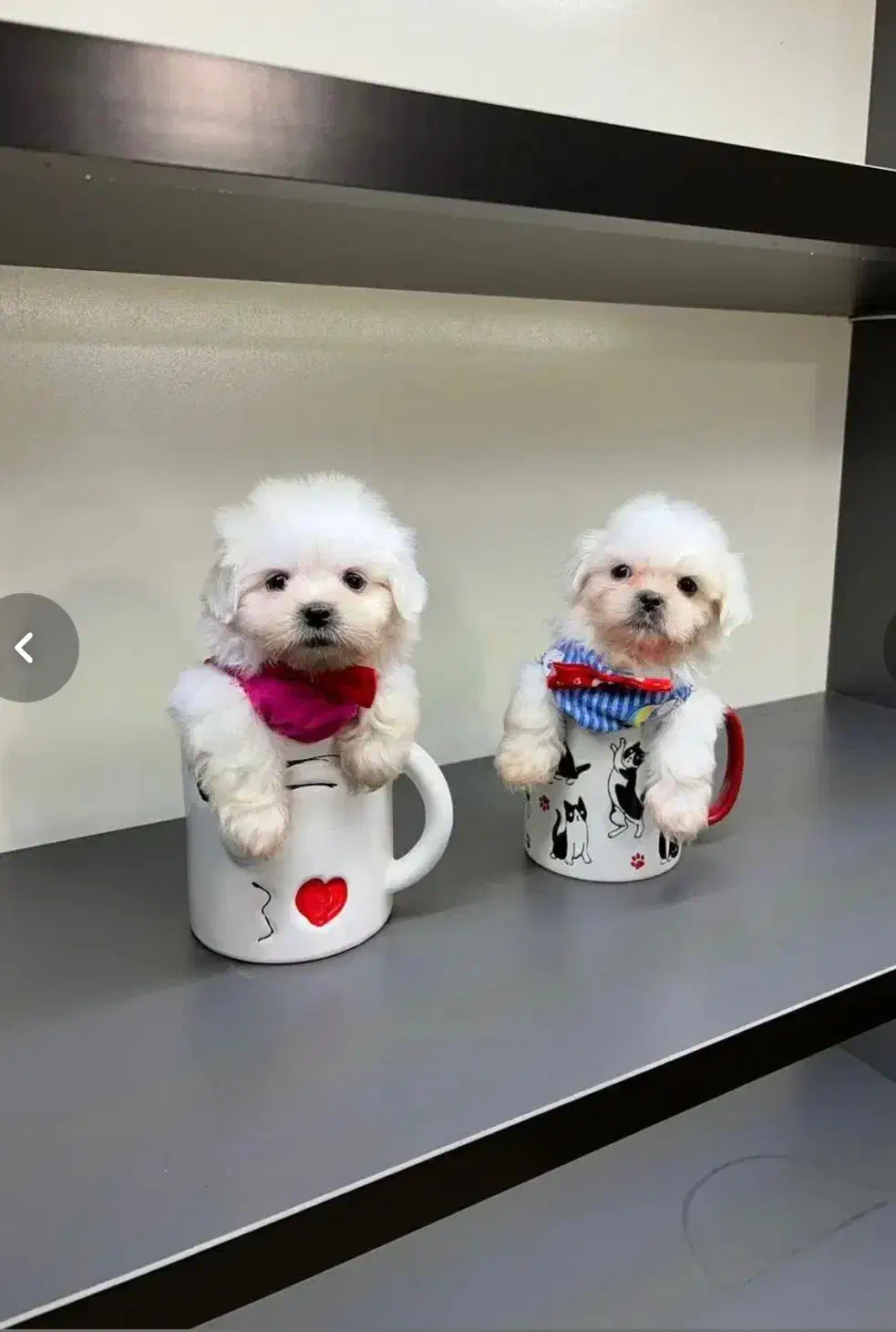 انوا.ع توله سگ سایز تیکاپ|سگ|شیراز, پانصد دستگاه ارتش|دیوار