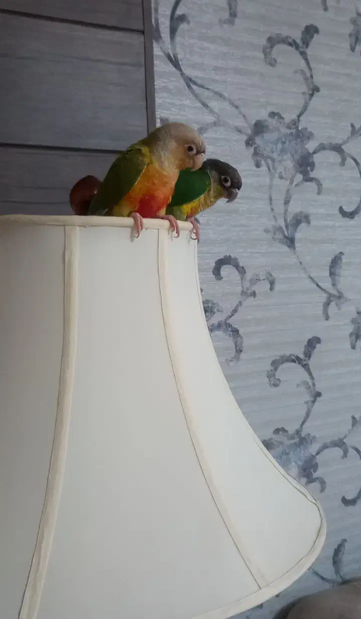 فروش دو عدد طوطی گرینچیگ|پرنده|گرمسار, |دیوار