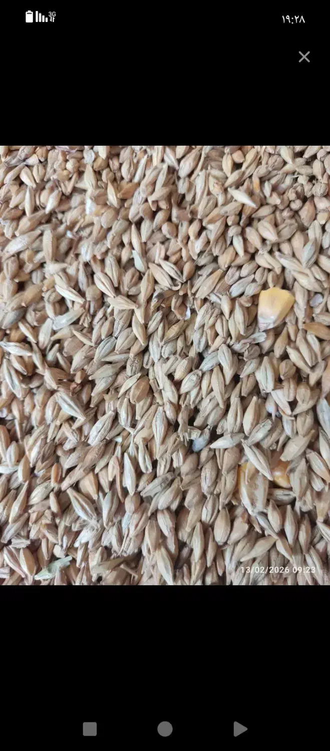 فروش‌جو|گل و گیاه طبیعی|فیروزآباد (لرستان), |دیوار