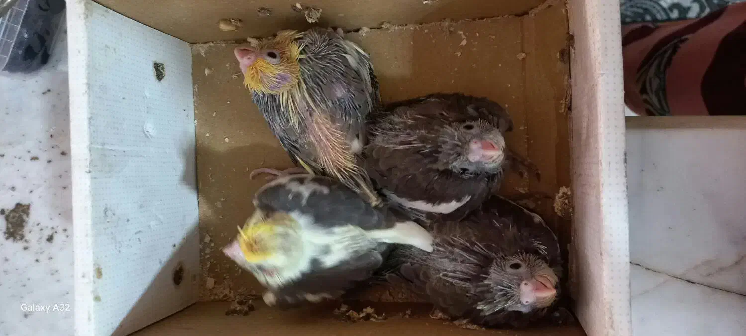 جوجه عروس سرلاکی|پرنده|آران و بیدگل, |دیوار