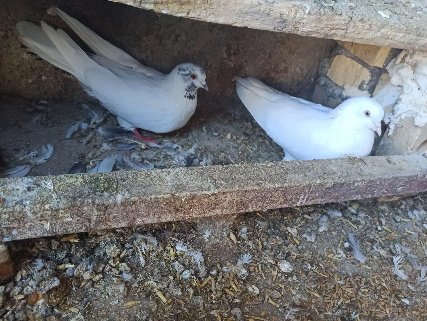 کبوتر تهرانی|پرنده|هندمینی, |دیوار