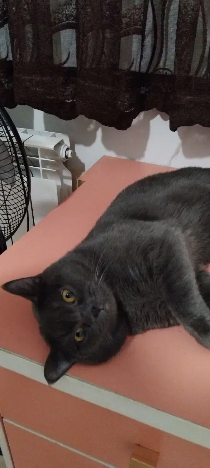 گربه اسکاتیش بریتیش|گربه|قائم‌شهر, |دیوار