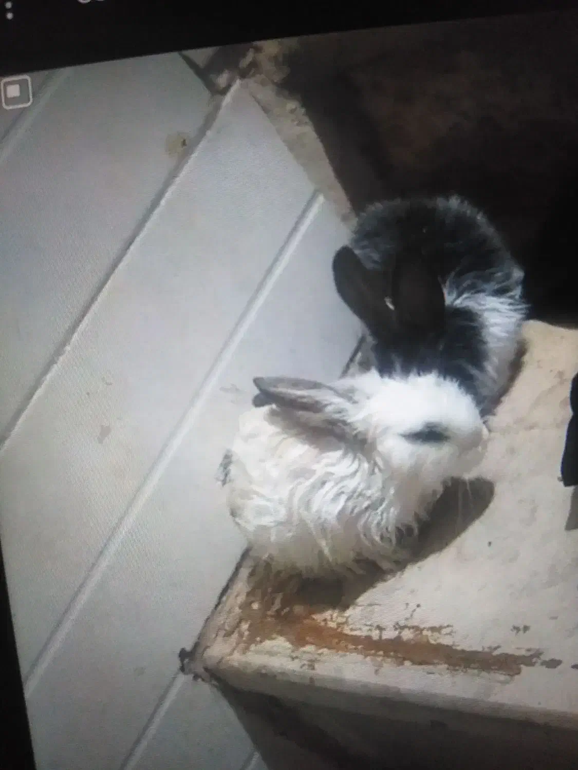 بچه خرگوش|موش و خرگوش|نجفآباد, کشاورز|دیوار