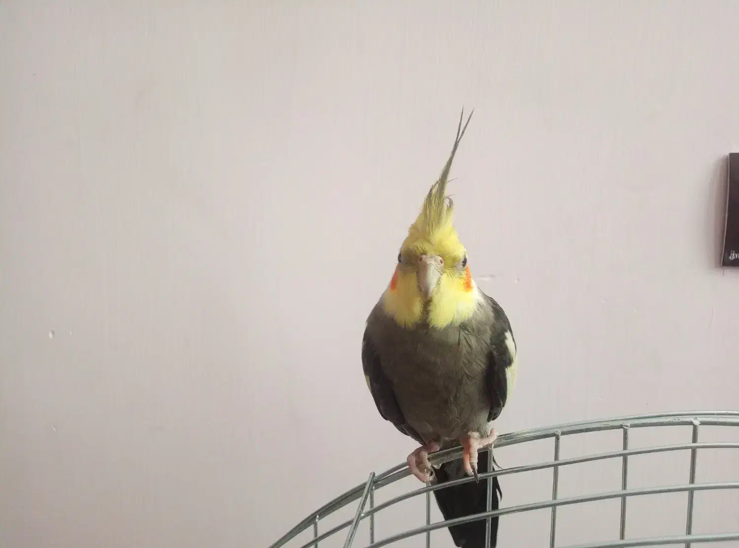 یک جفت عروس هلندی|پرنده|خرمدره, |دیوار