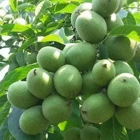 فروش نهال گردو پیوندی|خدمات باغبانی و درختکاری|نقده, |دیوار