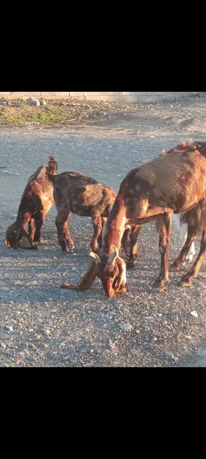 فروشی|حیوانات مزرعه|ارزوئیه, |دیوار