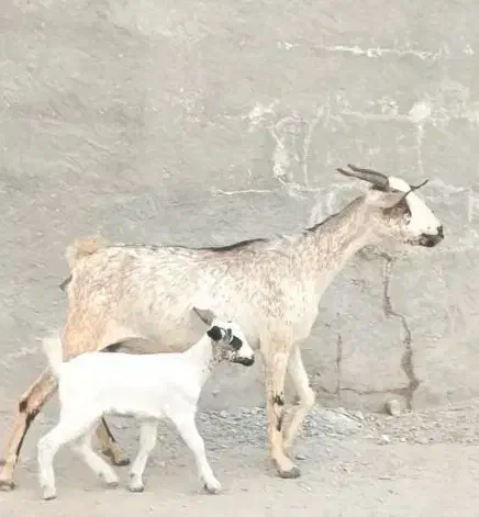 بز صلاله با کهره ماده|حیوانات مزرعه|بندرعباس, |دیوار