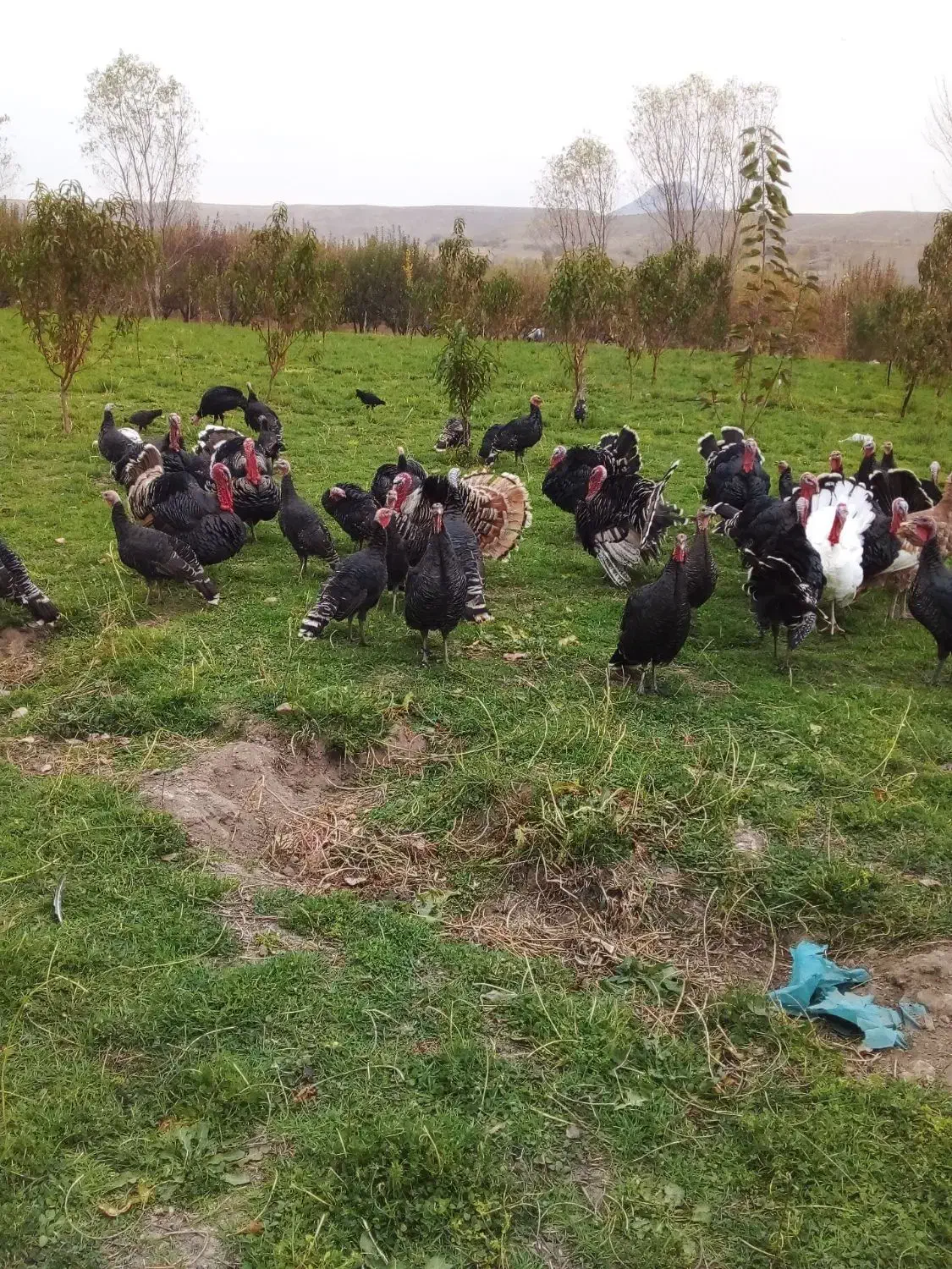 بوقلمون|حیوانات مزرعه|مشگین شهر, |دیوار