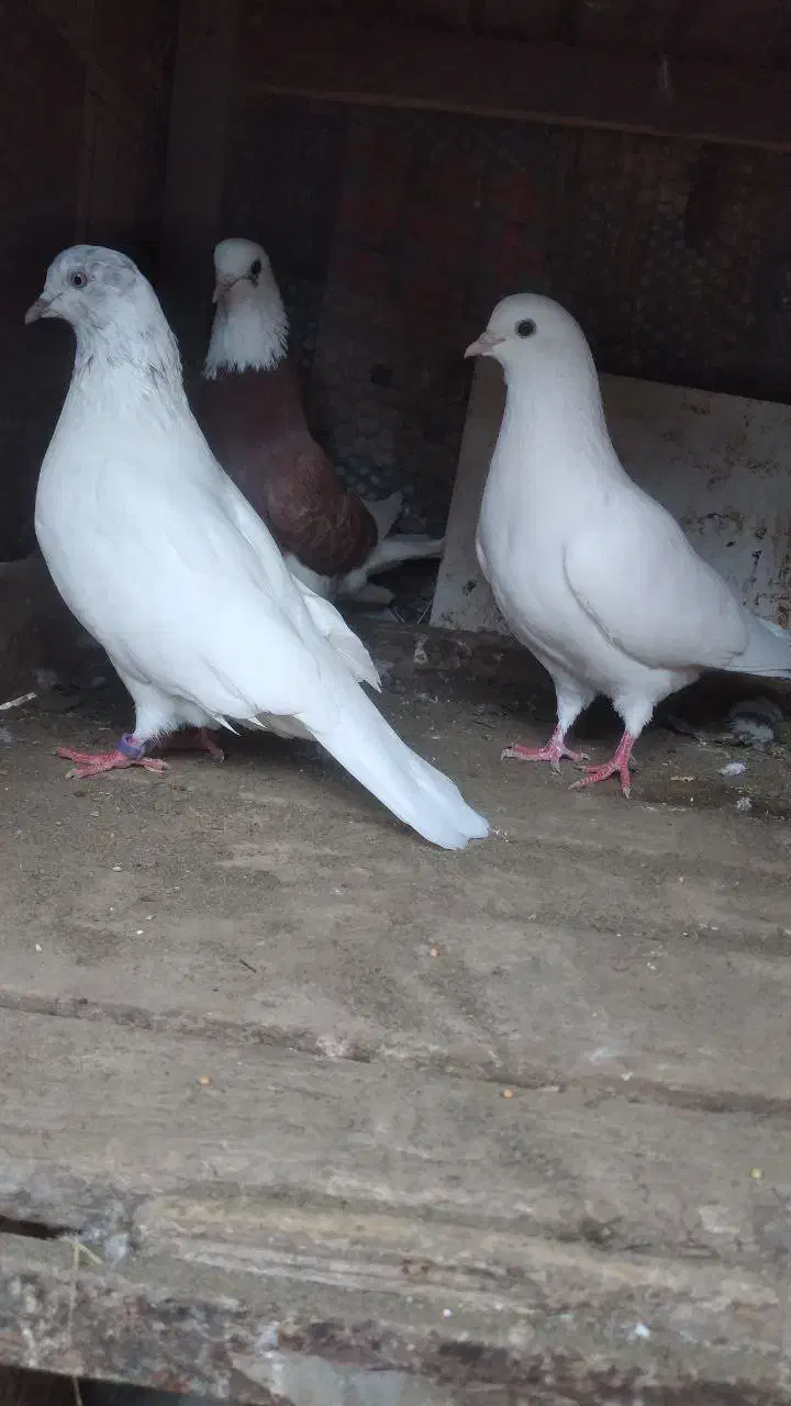 کبوتر پرشی|پرنده|رشت, پسیخان|دیوار