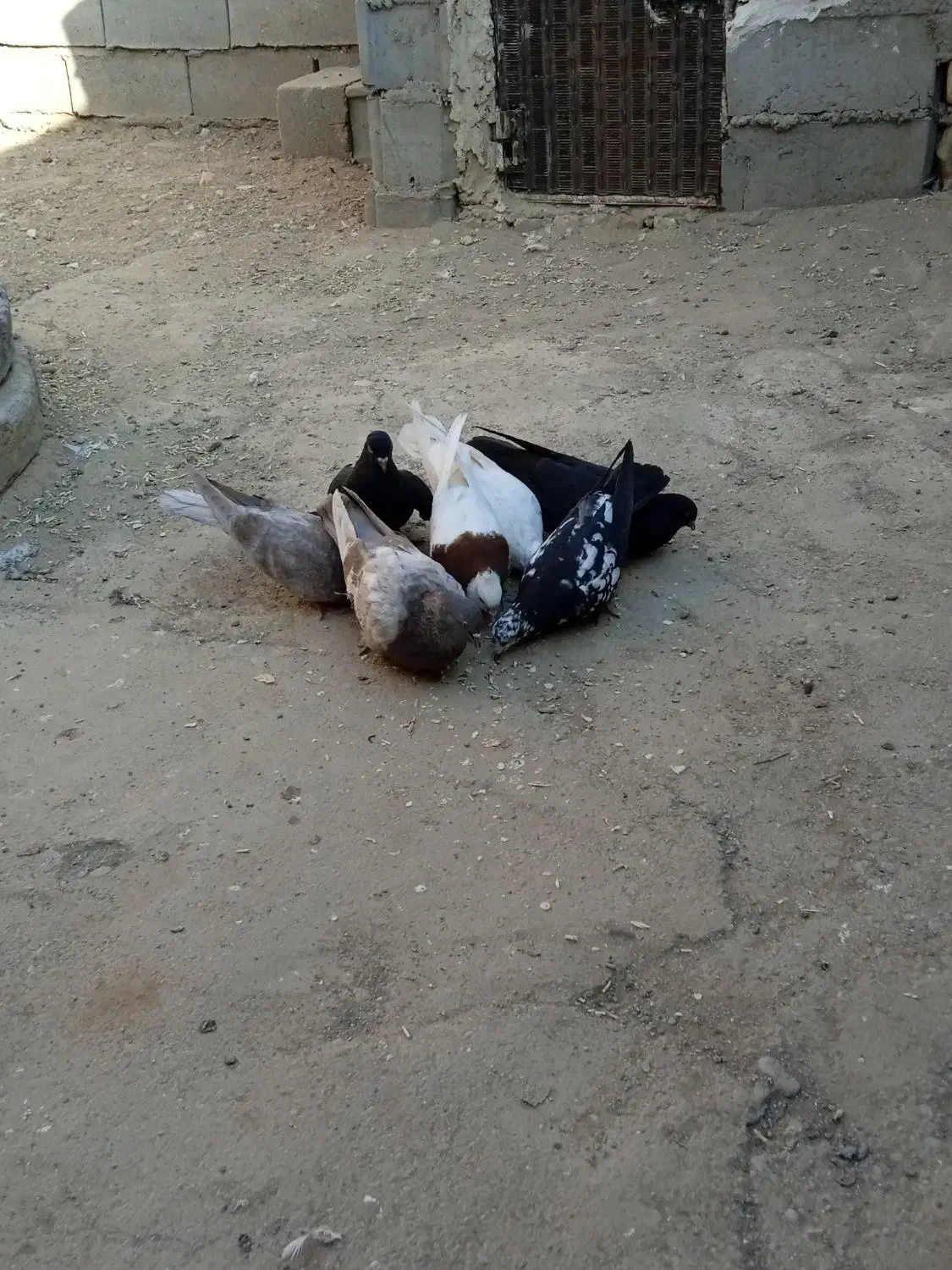 کبوتر|پرنده|فیروزآباد (آذربایجان), |دیوار