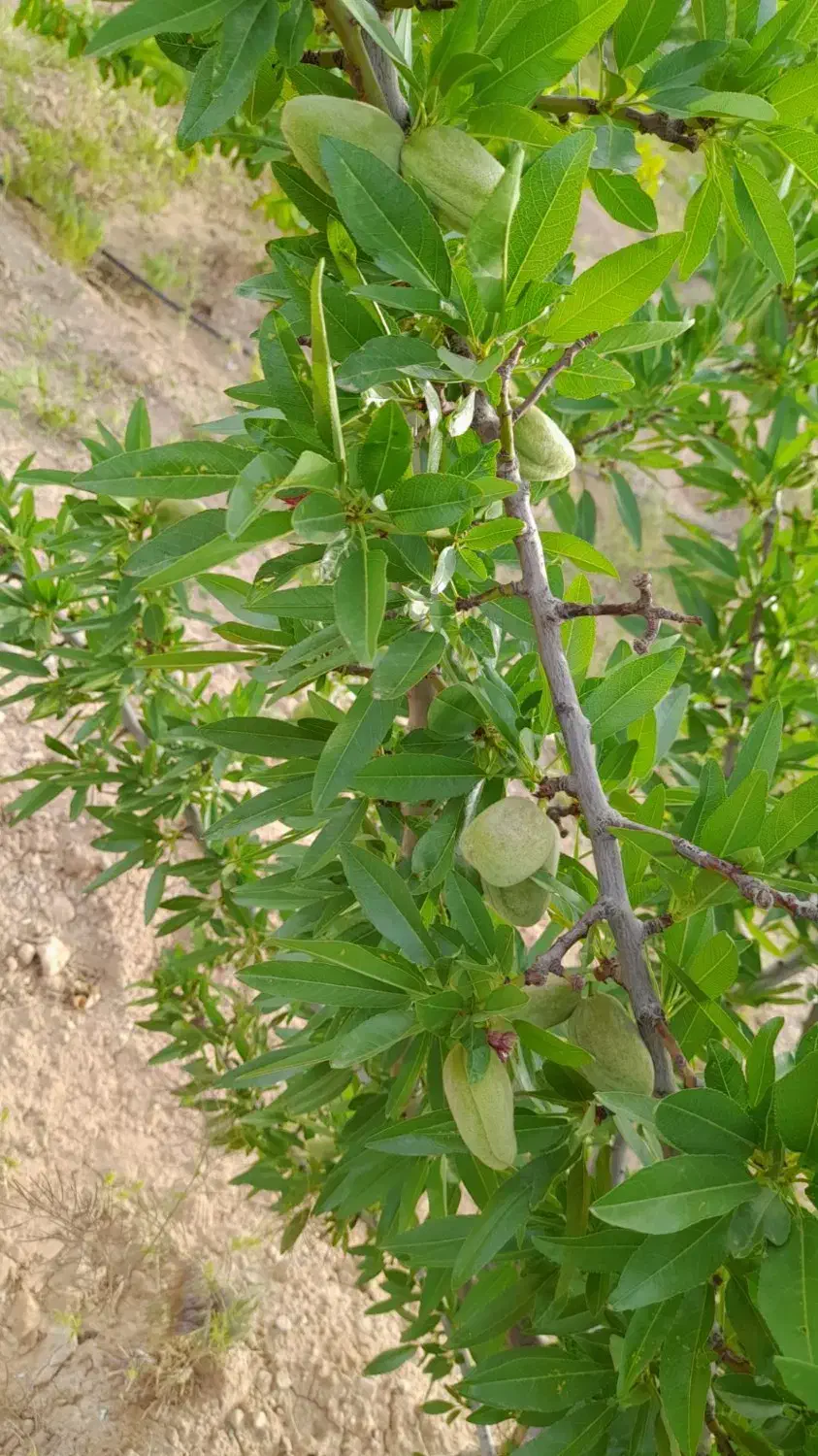 فروش باغ در خوش آب و هوا ترین منطقه جوشقان|فروش خانه و ویلا|میمه, |دیوار