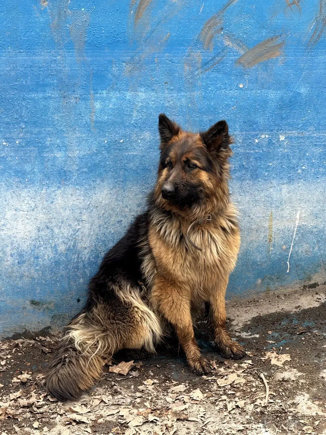 ژرمن شپرد|سگ|کرج, عظیمیه|دیوار