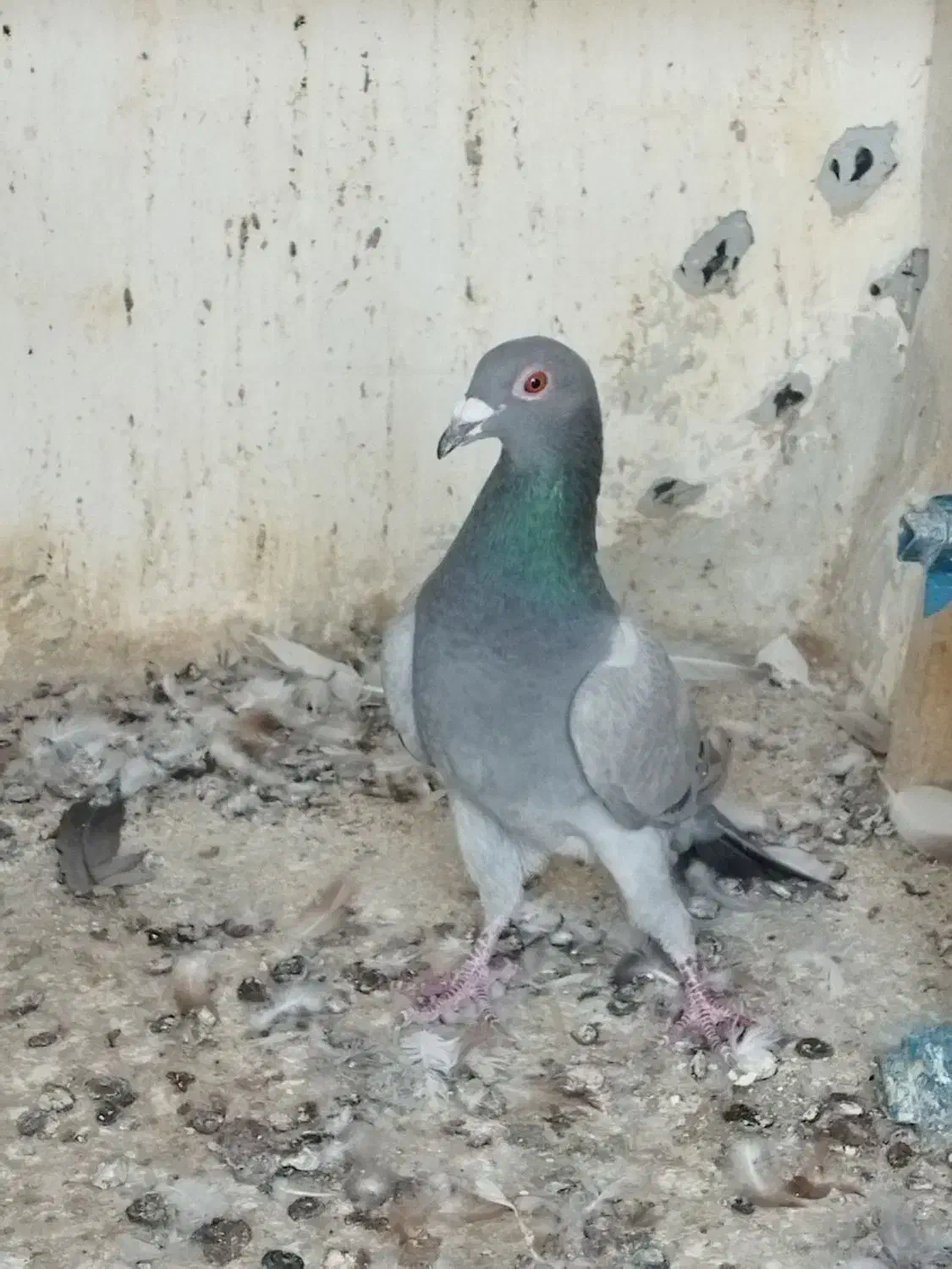 کاغذی ماده|پرنده|اقبالیه, |دیوار