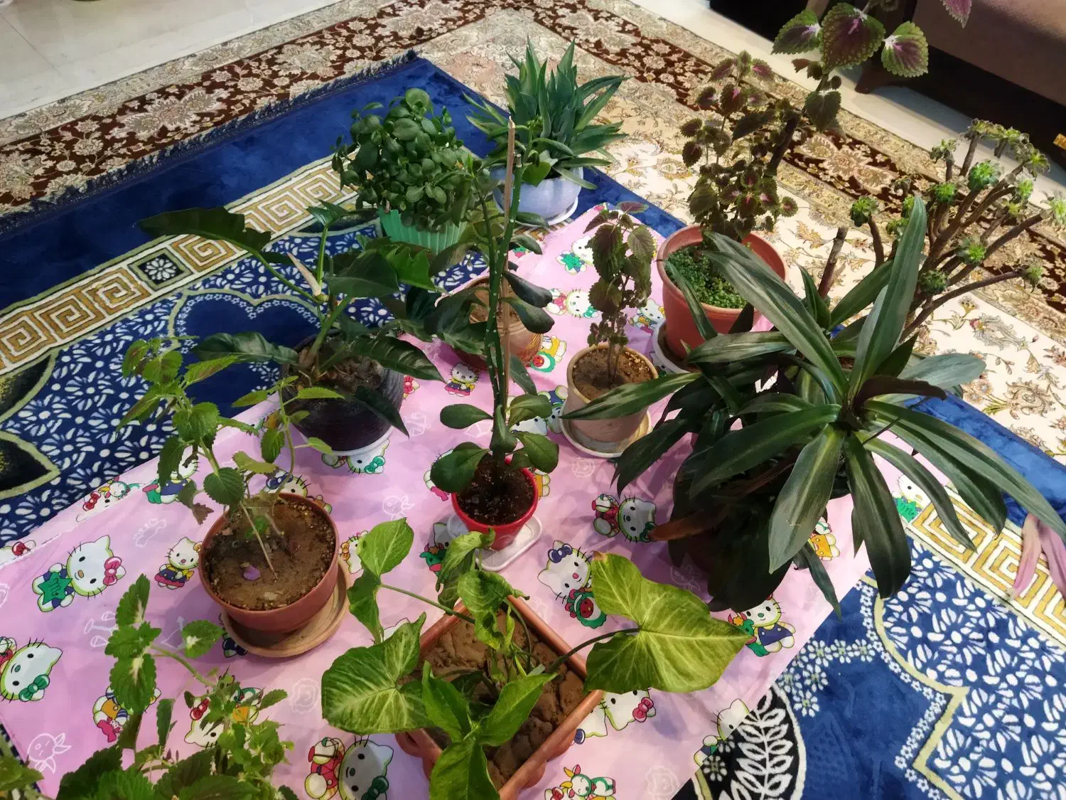 تعدادی گل و گیاه|گل و گیاه طبیعی|شاهینشهر, شهرک هشت بهشت|دیوار