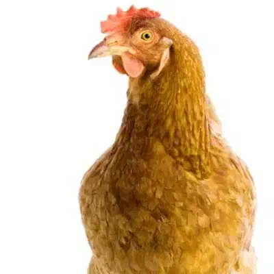 حیوانات|حیوانات مزرعه|زاغه, |دیوار