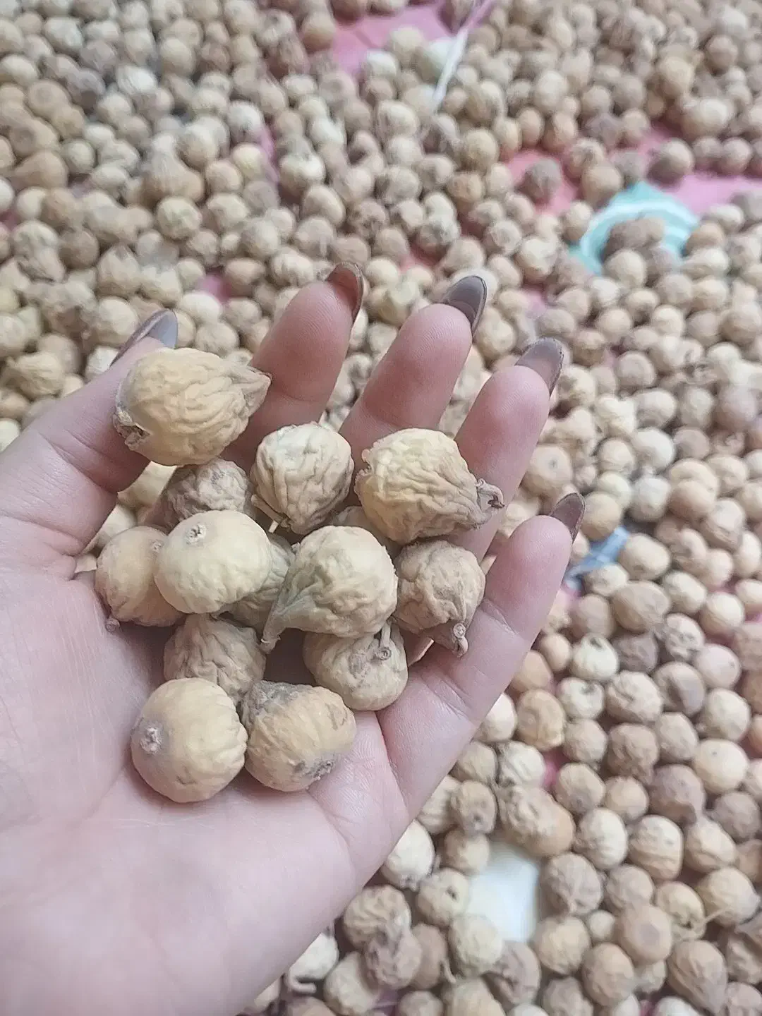 انجیر گوشتی تازه کیلویی ۴۸۰|خوردنی و آشامیدنی|شیراز, شهرک ولیعصر|دیوار