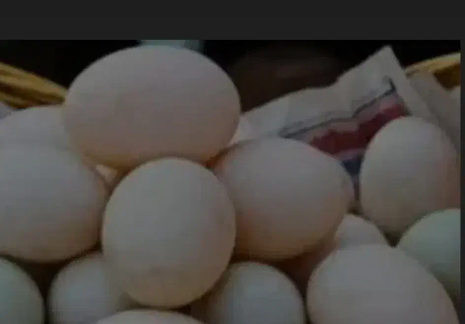 تخم اردک خوراکی بدون بو|خوردنی و آشامیدنی|شیراز, شیخ علی چوپان|دیوار